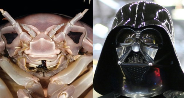 «El Darth Vader de los mares»: encuentran una enorme criatura en China que se parece al villano de Star Wars