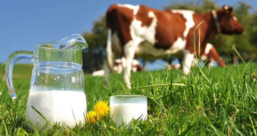 Cómo producir leche apropiada para la elaboración de queso