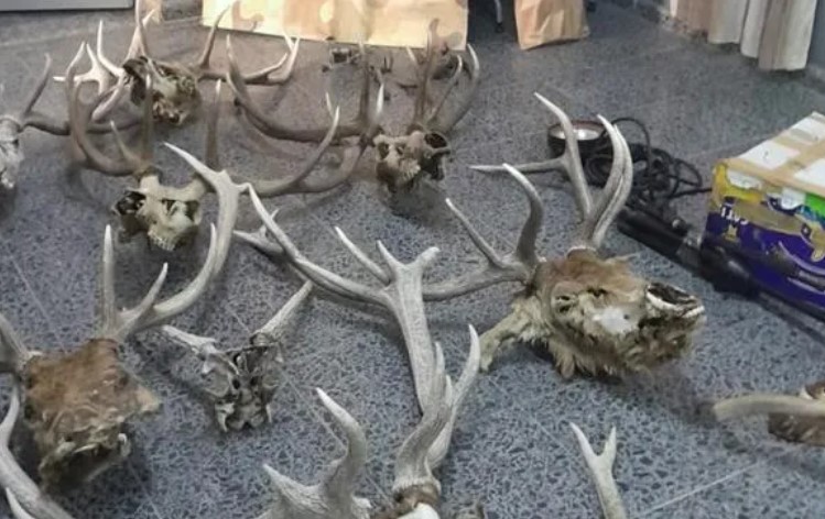 Cacería en Parque Luro: Allanamientos y secuestros