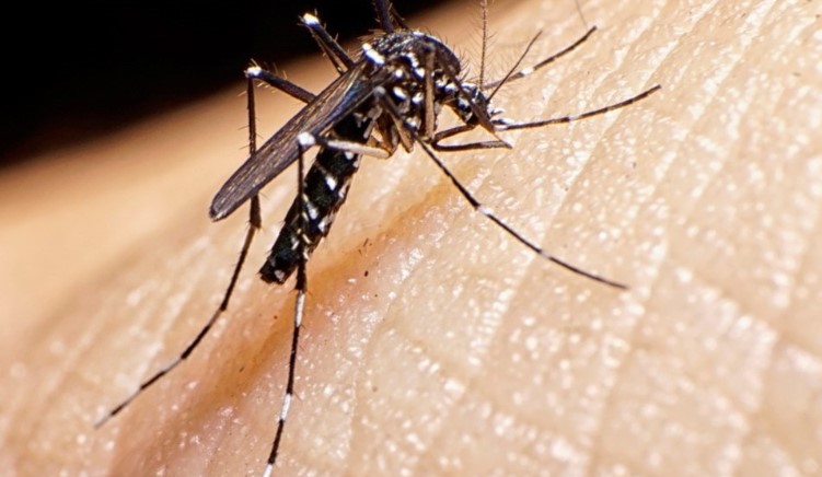 Más casos de Dengue en General Pico