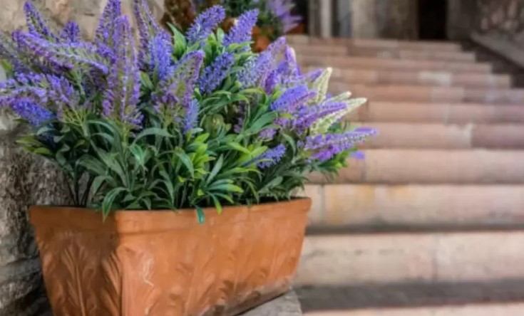 El truco para sembrar lavanda y tener flores en pocas semanas
