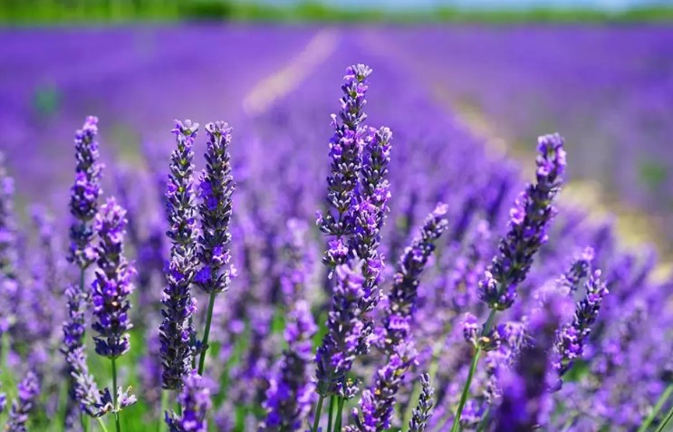 Chau malos olores: la planta que perfuma tu hogar y mejora la calidad del aire