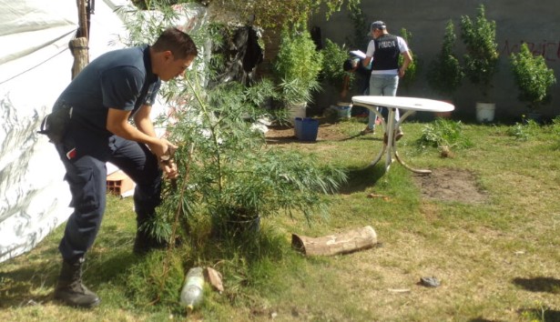 «Más de 3 metros de altura»: Plantas de marihuana en vivienda municipal