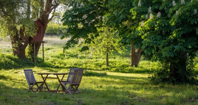 Los siete árboles ideales para el hogar: crecen rápido, no ensucian y dan mucha sombra