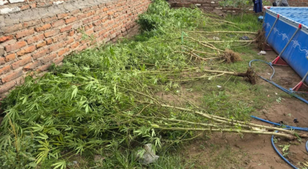 Santa Rosa: Un joven de 17 años fue investigado por robar un celular y le encontraron plantas de marihuana