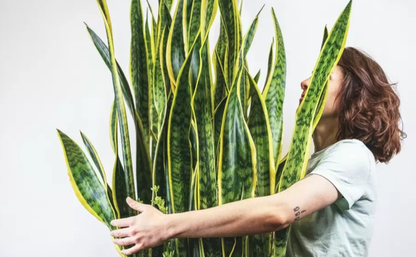 Qué significa tener una «lengua de suegra» en casa