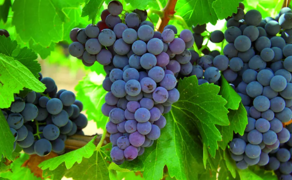 Vendimia en La Pampa: Cosecha de 1.167.471 Kilogramos de Uva