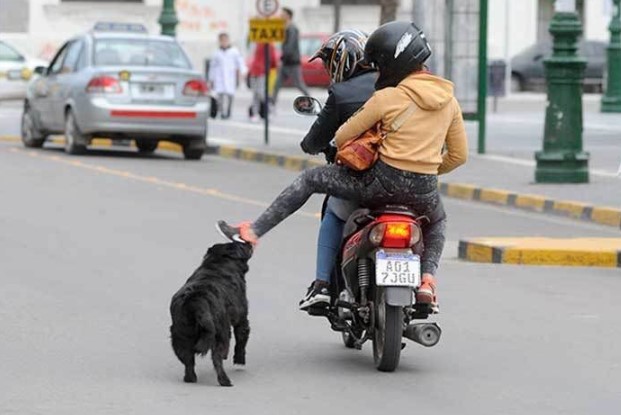 Perros sueltos: Multas que superan los 600 mil pesos