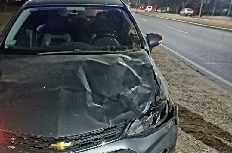 Caballo suelto provoca choque en Avenida Perón: Vecino exige soluciones y alerta sobre el peligro