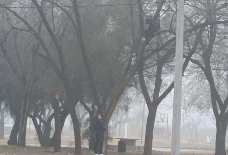 Drama en la Laguna Don Tomás: Hombre amenaza con arrojarse de un árbol y desata operativo de emergencia