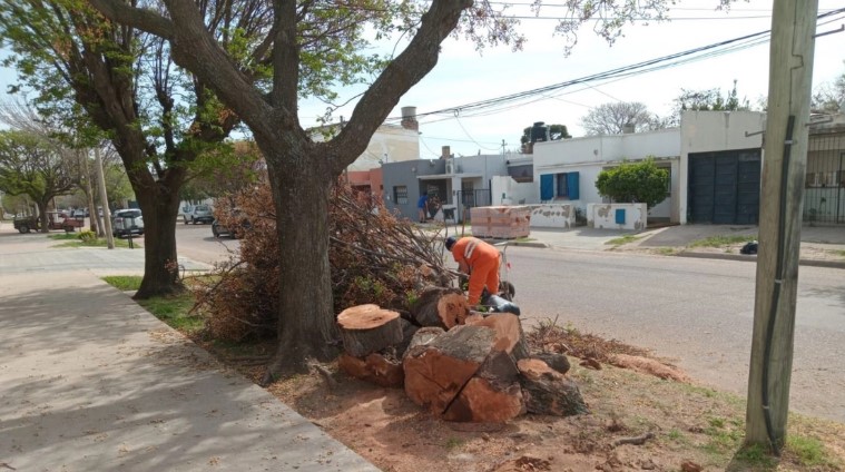 Denuncia por extracción de un árbol en Pío XII y Wilde: un vecino cuestiona a la Municipalidad