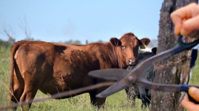 Abigeato en un campo entre Anguil y Santa Rosa: faenaron una vaquillona de 450 kilos