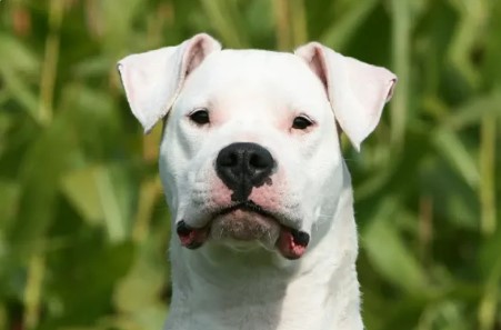 Tras brutal ataque de un perro a vecino: Autoridades de Alvear secuestran al animal y revelan que el dueño autorizó la eutanasia