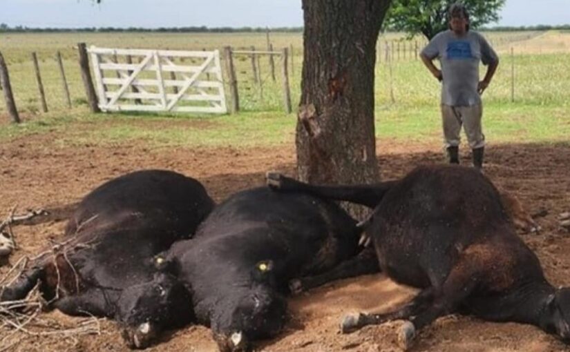 Un rayo mató cinco vacas y un ternero en Quehué: pérdidas por $10 millones