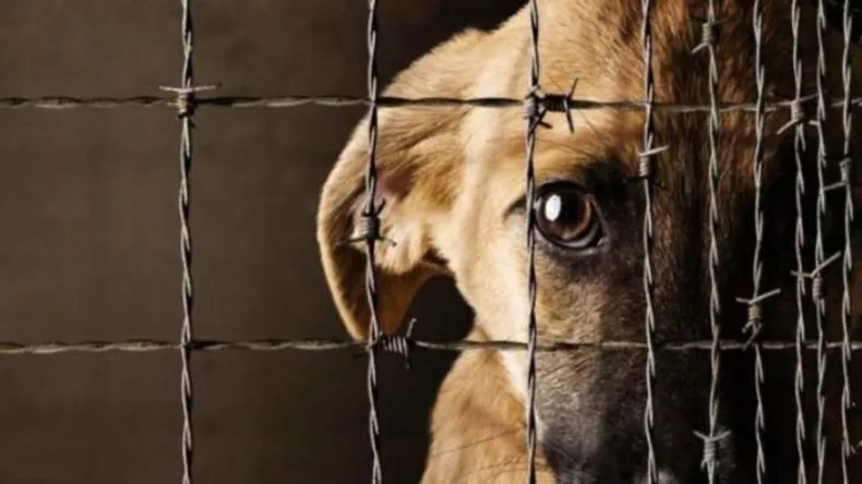“La Pampa Sin Maltrato”: el proyecto que propone un cambio integral en la protección animal