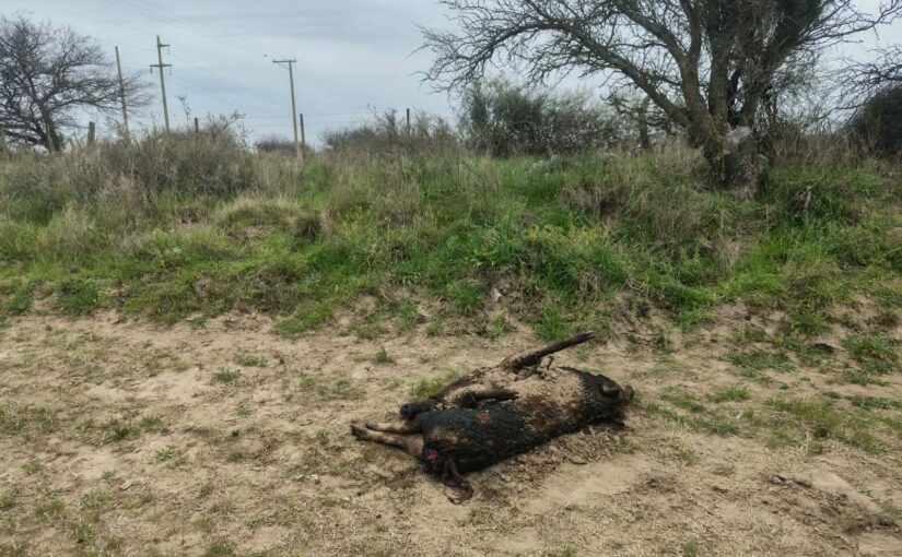 Un cazador de Anguil denunció el hallazgo de piezas decomisadas quemadas en un camino vecinal