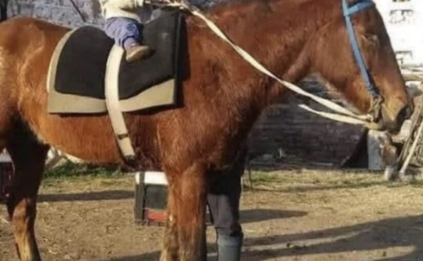 Condenaron a tres años de prisión en suspenso al autor del abigeato del caballo «Tomasito» en General Acha